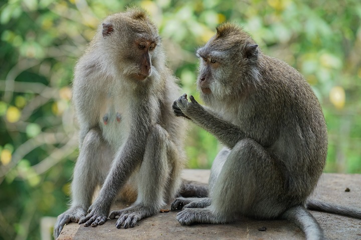 The Sacred Sanctuary | Home | Monkey Forest Ubud