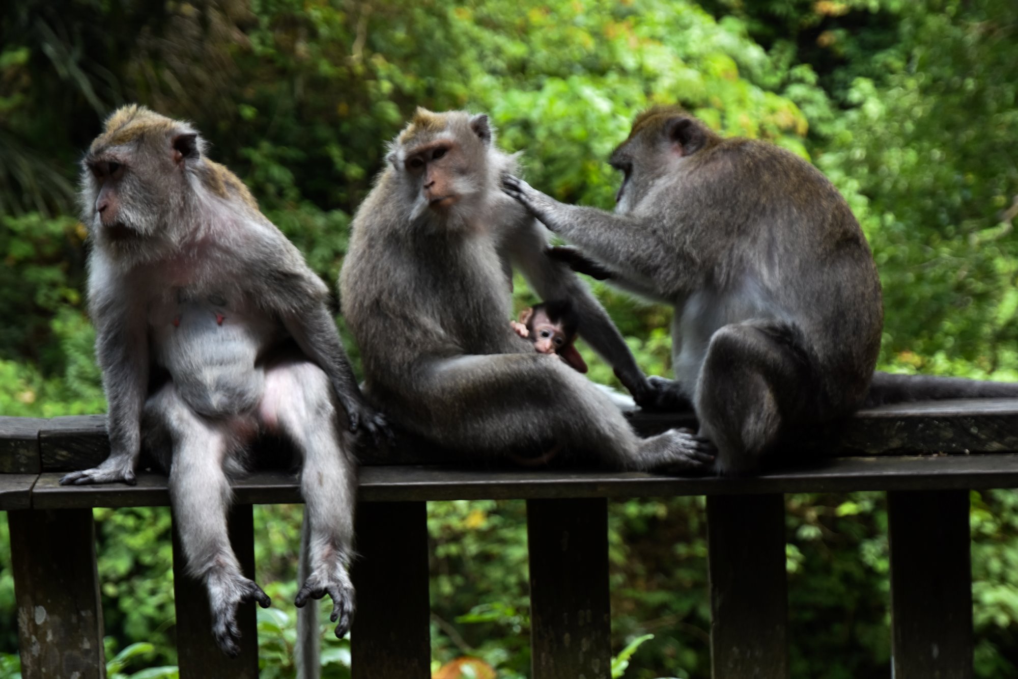 Long-Tailed Macaque | Attractions | Monkey Forest Ubud